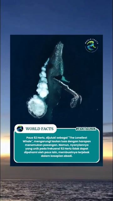 The Loneliest Whale смотреть онлайн