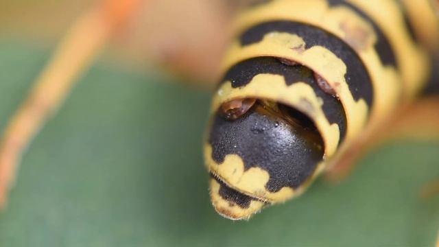 Veldwespwaaiertje Xenos vesparum op Franse veldwesp Polistes dominulus смотреть онлайн