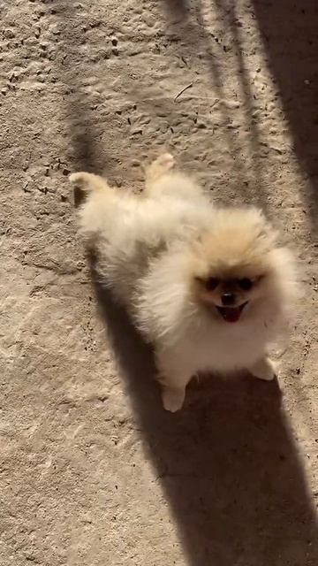 Шпиц девочка 8 месяцев ( типаж Лев) смотреть онлайн