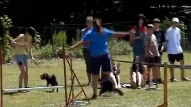 Drnda Malý pasáček Open Agility (Brněnské psí dny 2011).mp4 смотреть онлайн