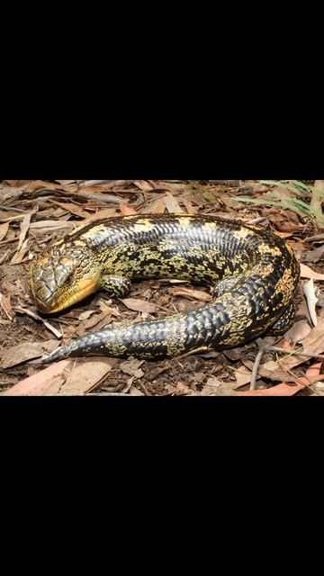 The black and yellow giant lizard (Tiliqua nigrolutea)#snake смотреть онлайн