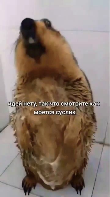 #видеонемоë #Суслик смотреть онлайн