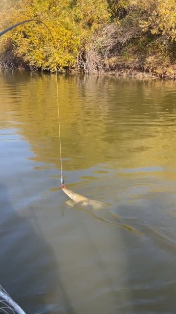 #отдых #рыбалка2023 #fishing #казахстан #shortsvideo #spinning #астана #pike #fish #блеснанащуку смотреть онлайн