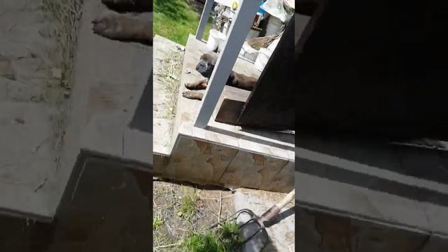 мои любимые животные. 2 часть смотреть онлайн