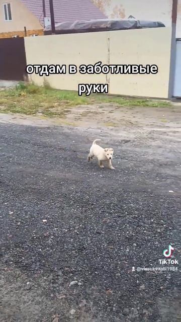 Сургут отдам щенка в добрые руки #dog смотреть онлайн