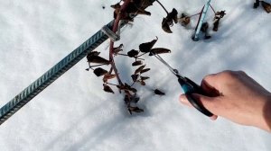 Проверяю  ЕЖЕВИКУ как Перезимовала без УКРЫТИЯ!!! НЕ ВЫМЕРЗЛА ли???   29.2.24г.