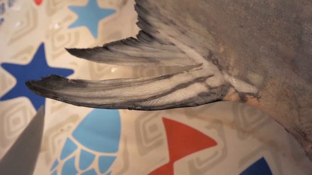 How to extract second anal fin ray swordfish смотреть онлайн