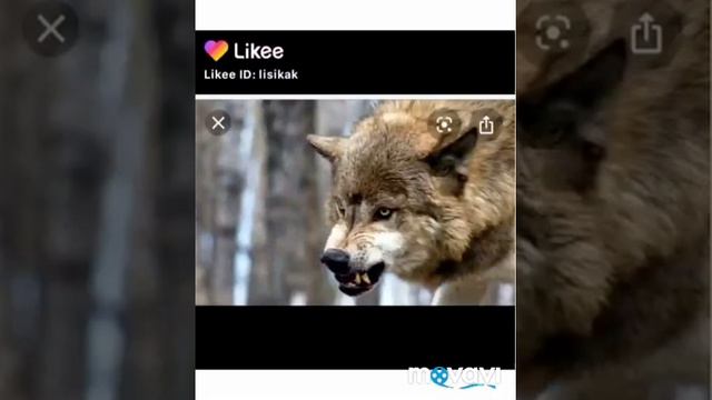 Сериал *Лисы и волки* 1-2серия 1сезон. смотреть онлайн