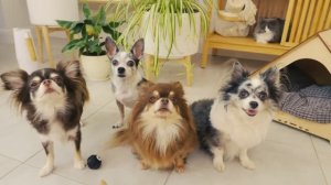 Питомцы против няни! 24 часа беспорядка в доме!😱🏠