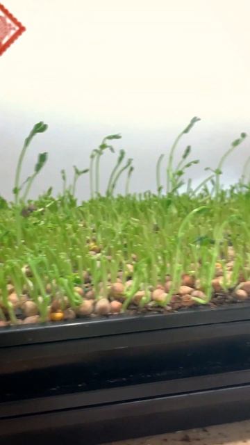 Do Microgreen Peas grow back AFTER harvesting? #shorts #gardening #harvest #microgreens #growfood смотреть онлайн