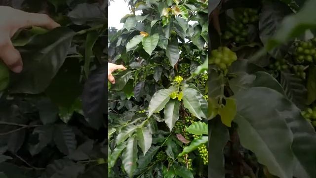 cosecha de café en el Huila 2023 смотреть онлайн