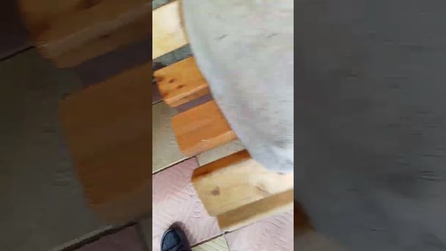 что выбирает мая кошечка Муся сухой корм или влажный? смотреть онлайн
