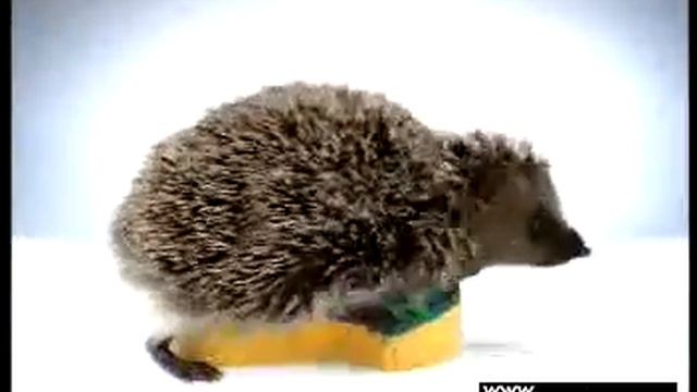 Ёжик.mpeg смотреть онлайн