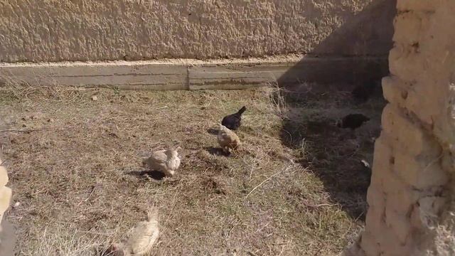 106 тауык 7 кораз болды жумыртка сатуга жинадым смотреть онлайн