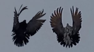 Красивый полёт... собаки.