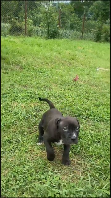 📞+7 918 392-75-20 Продаются щенки 🐶 Американский питбультерьер. Питомник "Blue Cristal" 📍 Краснодар смотреть онлайн