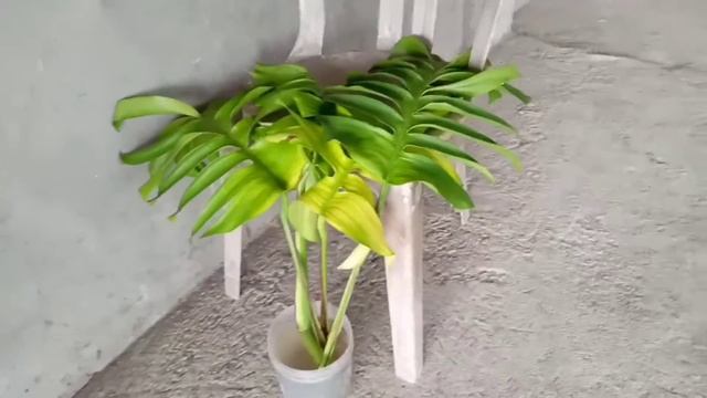 Dragon Tail Plant | Izanami Vlogs смотреть онлайн