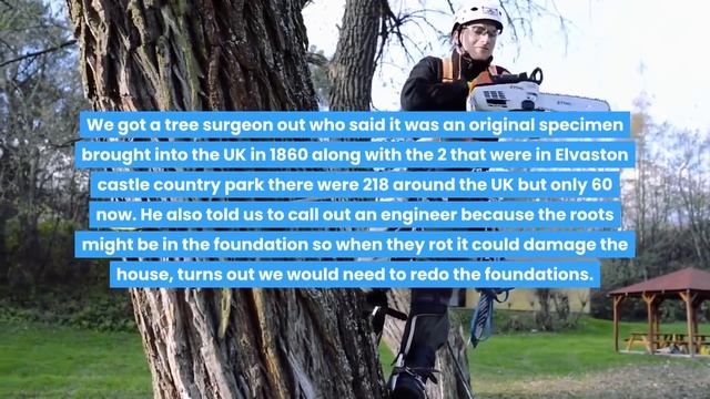 NEIGHBORS CUT DOWN MY 200 YEAR OLD SEQUOIA TREES, I SUED THEM FOR $700,000+! смотреть онлайн