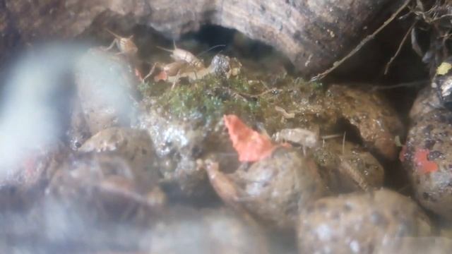 Grillo doméstico (Acheta domesticus) смотреть онлайн