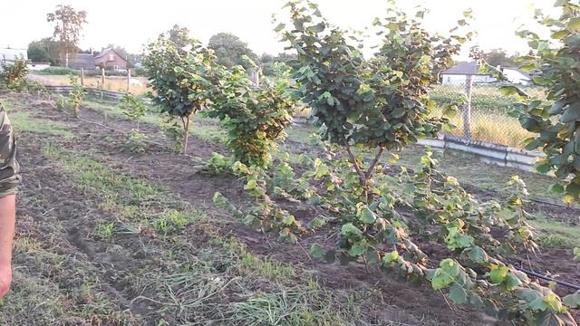 Під час роботи в саду фундука застали мене неочікувано !!! Сад фундука смотреть онлайн