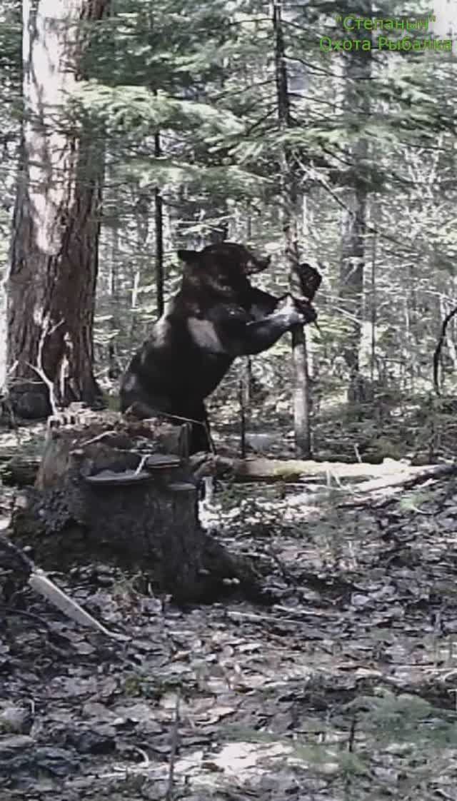 Мишка Хулиганит... смотреть онлайн