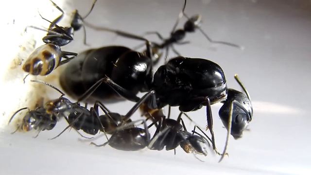 Camponotus Japonicus | AntsCzech EN