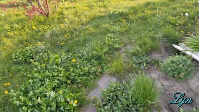 How These Plants Got Damaged In Just One Day смотреть онлайн