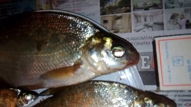 Рыба певец смотреть онлайн