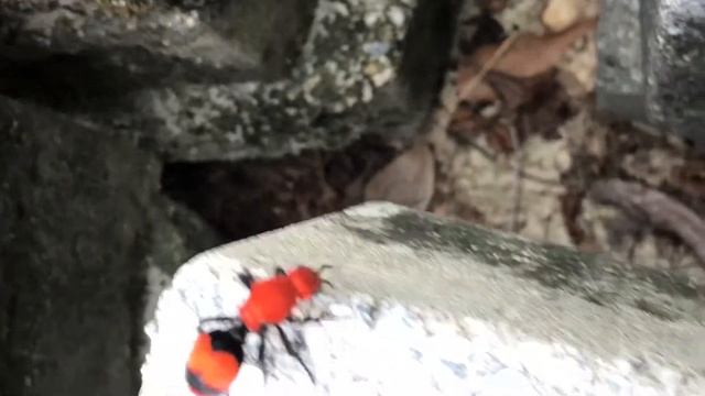 Cow Ant смотреть онлайн