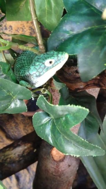 abronia graminea hand feeding смотреть онлайн