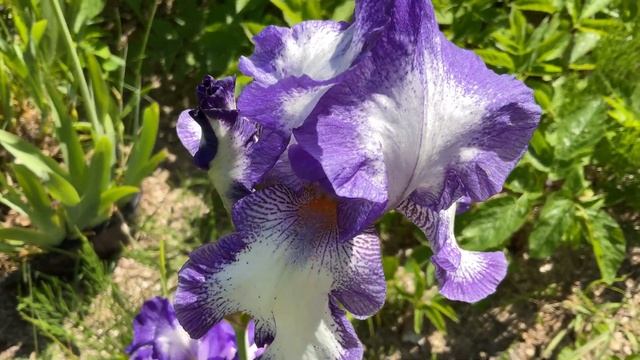 Iris - Going My Way 4K смотреть онлайн