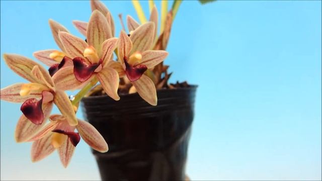 Cymbidium devonianum (orchid) смотреть онлайн