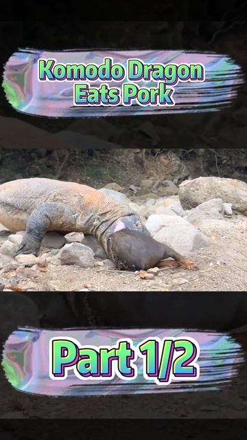 Komodo Dragon Eats Pork #shorts #dogs #dog #doglover #animals #animallovers #animalkingdom смотреть онлайн