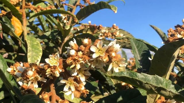 Nísperos (Eriobotrya japonica) смотреть онлайн