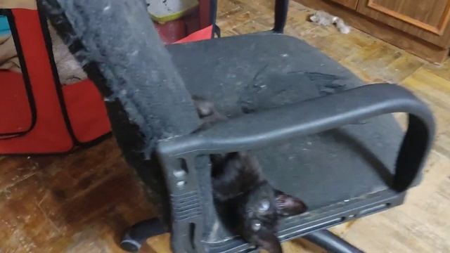 Котята Квпа и Мотя спят. смотреть онлайн