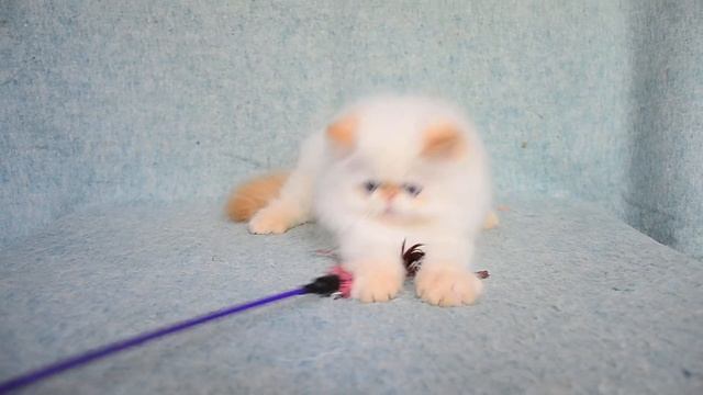 Royal Flash Gamlet - 2 месяца и 3 недели смотреть онлайн