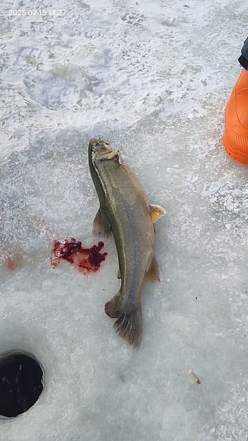 Палия смотреть онлайн