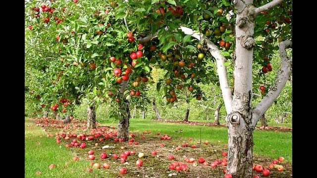 Яблоневый сад. смотреть онлайн