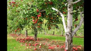 Яблоневый сад.