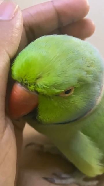 When mithu need pampering....#shorts смотреть онлайн