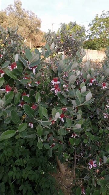 Feijoa Flowers | Pineapple Guava смотреть онлайн