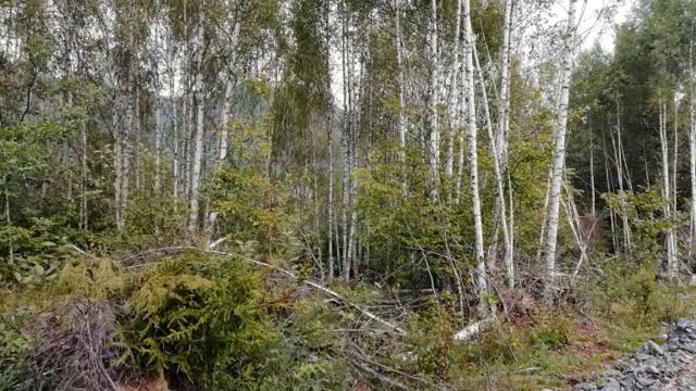 PlaninaTara - divljina i lepota смотреть онлайн