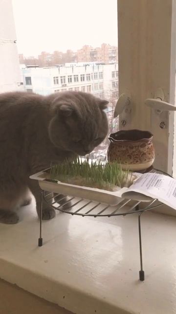 Вас снимает СКРЫТАЯ камера#shorts #шотландскаявислоухаякошка смотреть онлайн