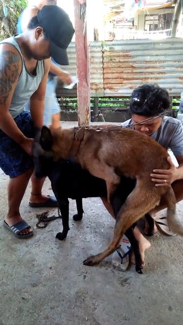 Dog mating (Belgian malinois X black Labrador) смотреть онлайн