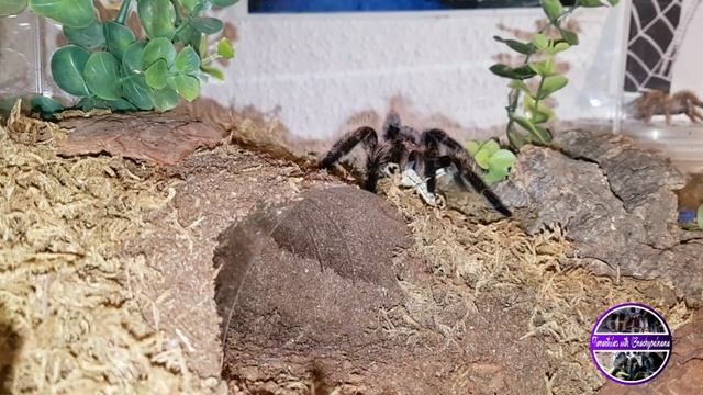 My Favourite Brachypelma Tarantula - But Which One Is Your Favourite? смотреть онлайн