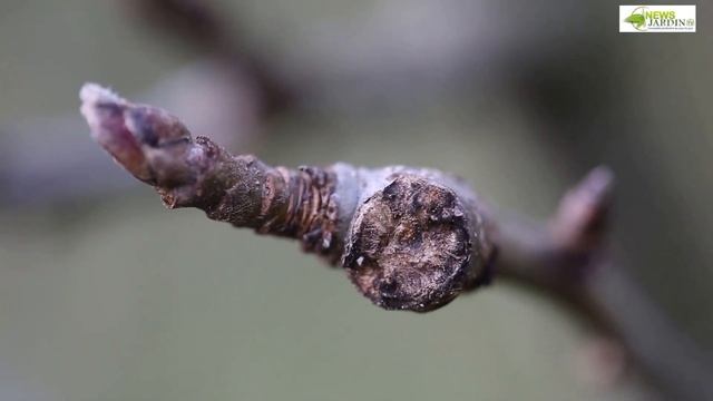 COMMENT BIEN TAILLER LES ARBRES FRUITIERS (les grands principes de la taille trigemme) смотреть онлайн