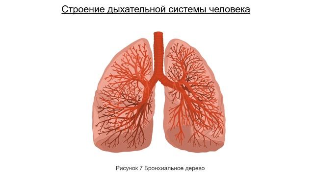 Лекция "Дыхательная система человека" смотреть онлайн
