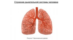 Лекция "Дыхательная система человека"