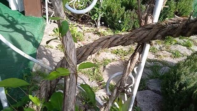 Моя помилка при вирощуванні ліани. смотреть онлайн