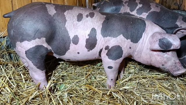 поросята пьетрен